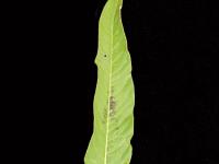 Renouée feuilles patience(Persicaria lapathifolia)_6