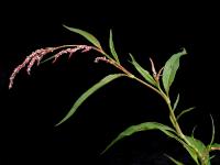 Renouée feuilles patience(Persicaria lapathifolia)_7