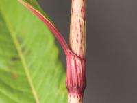Renouée feuilles patience(Persicaria lapathifolia)_8