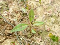 Renouée feuilles patience(Persicaria lapathifolia)_10