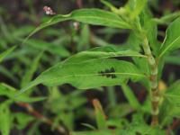 Renouée feuilles patience(Persicaria lapathifolia)_15