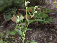Renouée feuilles patience(Persicaria lapathifolia)_18