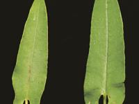 Renouée sagitté (Persicaria sagittata)_4