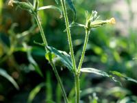Silène noctiflore(Silene noctiflora)_3