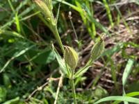 Silène noctiflore(Silene noctiflora)_4