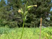 Silène noctiflore(Silene noctiflora)_7