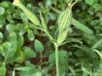 Silène noctiflore(Silene noctiflora)_9