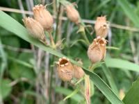 Silène noctiflore(Silene noctiflora)_12