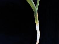 Sétaire glauque (Setaria pumila subsp. pumila)_3