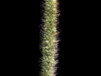Sétaire glauque (Setaria pumila subsp. pumila)_8