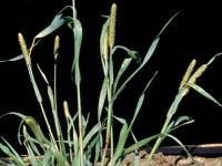 Sétaire glauque (Setaria pumila subsp. pumila)_9
