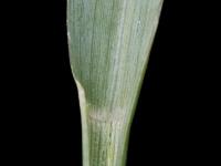 Sétaire glauque (Setaria pumila subsp. pumila)_10