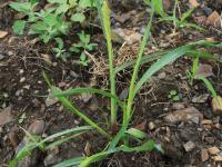 Sétaire glauque (Setaria pumila subsp. pumila)_16