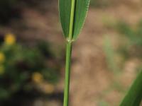 Sétaire verte (Setaria viridis)_11