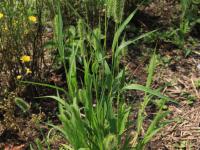 Sétaire verte (Setaria viridis)_13