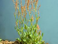 Petite oseille (Rumex acetosella)_6