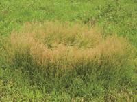 Petite oseille (Rumex acetosella)_12