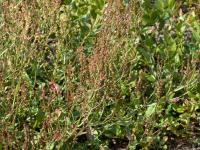 Petite oseille (Rumex acetosella)_14