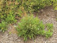 Petite oseille (Rumex acetosella)_15