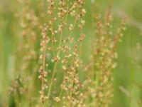 Petite oseille (Rumex acetosella)_26
