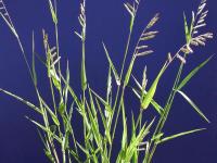 Ériochloé velue (Eriochloa villosa)_1