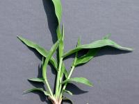 Ériochloé velue (Eriochloa villosa)_14