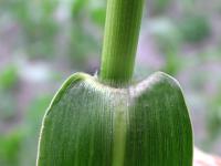 Ériochloé velue (Eriochloa villosa)_15