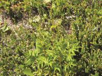 Aralie hispide(Aralia hispida)_1