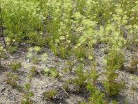 Aralie hispide(Aralia hispida)_12
