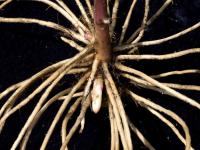 Aster ombelles(Doellingeria umbellata)_1