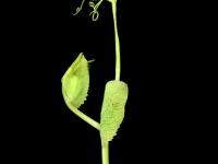 Pois - glyphosate (9)_4