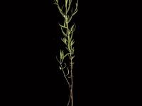 Épilobe leptophylle (Epilobium leptophyllum)_6