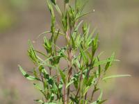 Épilobe leptophylle (Epilobium leptophyllum)_13