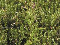Épilobe glanduleux (Epilobium ciliatum subsp. glandulosum)_1