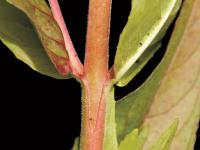 Épilobe glanduleux (Epilobium ciliatum subsp. glandulosum)_5