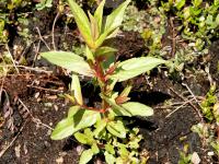 Épilobe glanduleux (Epilobium ciliatum subsp. glandulosum)_8