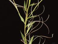 Épilobe glanduleux (Epilobium ciliatum subsp. glandulosum)_8