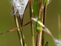 Épilobe glanduleux (Epilobium ciliatum subsp. glandulosum)_11