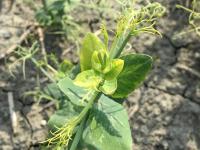 Pois - glyphosate (sel de potassium) (9)_1