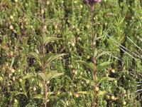 Eupatoire maculée (Eutrochium maculatum var. maculatum)_1
