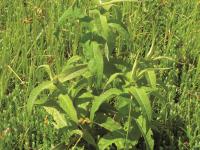 Eupatoire perfoliée (Eupatorium perfoliatum)_4