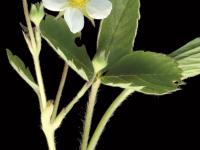 Fraisier glauque (Fragaria virginiana)_2