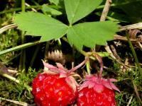 Fraisier glauque (Fragaria virginiana)_7