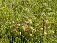 Framboisier rouge (Rubus idaeus)_1