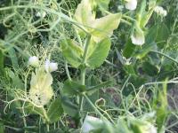 Pois - mésotrione (27)_2