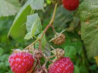 Framboisier rouge (Rubus idaeus)_9