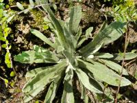 Immortelle blanche (Anaphalis margaritacea)_3