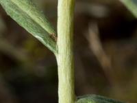 Immortelle blanche (Anaphalis margaritacea)_8