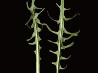 Liondent automne (Leontodon autumnalis)_6