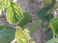 Soya - mésotrione (27)_3